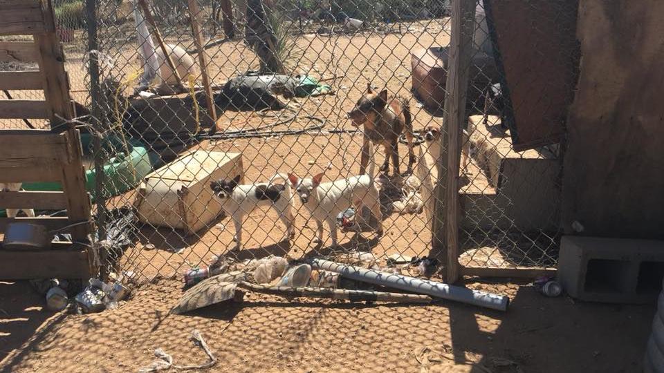 100 animals removed from home southwest of Tucson